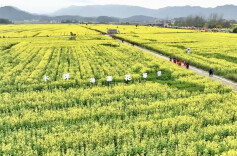 汝城大坪镇油菜花开 游客踏青出游尽享春日时光