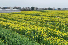 春日限定！汨罗万亩油菜花海等你来