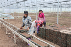 华容县明杰水稻种植专业合作社：开展“代育代插”社会化服务 助力水稻生产提质增效