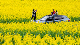组图 | 吉首市：金色花海醉游人