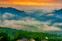 热闹非凡！湖南，春茶采摘正当时