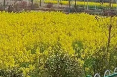  行走在杏子铺的春天