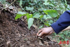 科技赋能生态守护！通道侗乡喙核桃“智慧安家”续写生命传奇