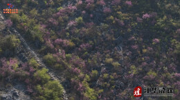 江华：野生紫荆花绚丽盛放