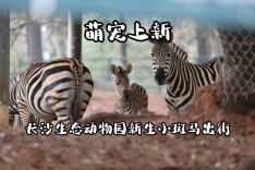 萌宠上新!长沙生态动物园新生小斑马与游客见面