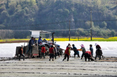 澧县码头铺镇智能化机械化助力春耕 早稻育秧保障2000亩农田丰收