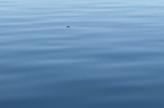 别开生面的战友聚会