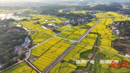 油菜花让小镇“出圈”，谁更受益？