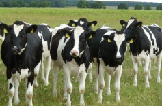 芙蓉国评论丨“一个女孩养四千头牛”靠不靠谱？