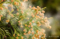 花粉季来袭，你的防护“秘籍”准备好了吗？