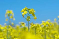 三湘时评丨最“土”的花何以成为最美的景