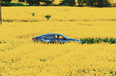 ​组图 | 靖州油菜花海进入最佳观赏季