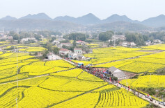 石门夹山：春意盎然油菜黄，花海文旅共飘香