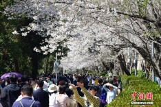 武汉大学樱花盛放引客来