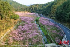 这里的桃花都开了 你还不来吗？