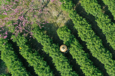 组图 | 春到夯坨 茶香遍野