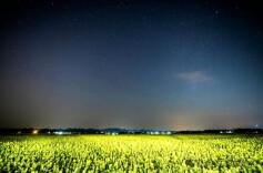 湘江投递的“盲盒”：拆开是花海，摇晃有星河