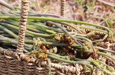 福地怀化 · 美味会同 | 春日蕨菜丰收季 山野遍是采撷人