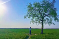 岳麓山评论丨保护好这棵“孤独的树”，一切都还来得及