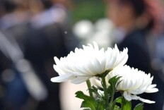 省民政厅召开全省清明祭扫服务保障部署视频会