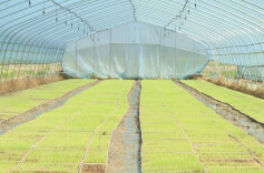 汝城：育秧流水线绘出乡村振兴新图景