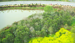 万鹭栖华容 高速匝道变身“生态会客厅”观鸟平台即将开建