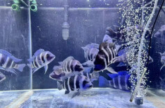 非洲鱼漂洋过海“游”进长沙