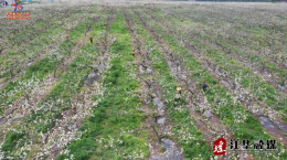 江华：万亩梨花开  梨农授粉忙