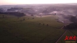 非洲赤道高地的紫茶香“飘”长沙