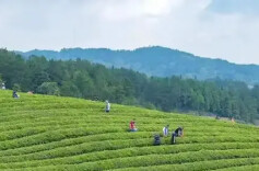 《安化黑茶》：一茶一业品湖湘