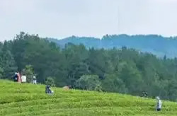 安化黑茶，治愈乡愁