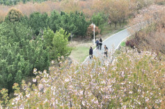 汨罗西长村60亩樱花进入盛花期，吸引游客前来打卡赏春