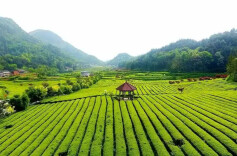 人生适意处处是  直如品茗安化茶