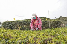 福地怀化 · 奋进的春天 | 会同宝田：春茶香满园 采摘正当时