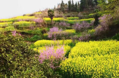 “赏花游”向“体验游”升级，绥宁联丰村农旅融合绘就振兴新图景