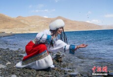 西藏羊卓雍措水鸟翔集