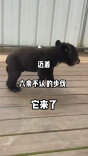 被萌翻了！长沙生态动物园小黑熊首次亮相