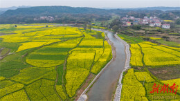 辰溪县孝坪镇：油菜花开满地金