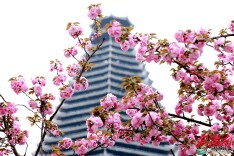 侗寨晚樱怒放 续写春日美景