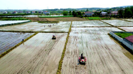 组图 | 石门：早稻插秧忙 田间添新绿