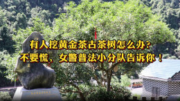 保靖县：有人挖黄金茶古树怎么办？不要慌，女警普法小分队告诉你