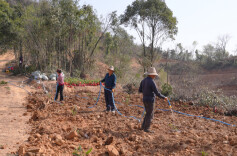 云溪区路口镇：一片粽叶富了村民