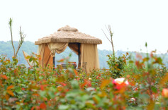 浪漫来袭！鹅洲岛玫瑰花海等你来打卡