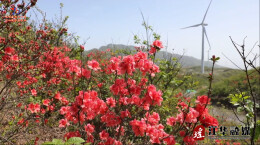 江华西边大岭：风车与映山红共绘春日画卷