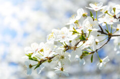 三位名人背后的才女