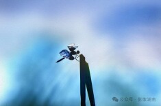 自然之美的追寻者——对话蜻蜓摄影师