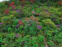 抓住花期的尾巴，来公园邂逅烂漫杜鹃花海