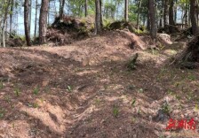 菁芜洲镇：发展中药材产业 激活乡村振兴新动能