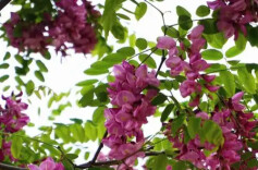 紫槐新荫映天山 ——一位援疆校长和一所学校的根脉传承故事