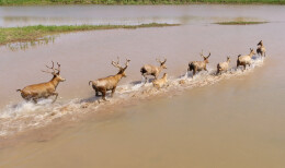 华容：麋鹿奔腾江豚跃 尽展生态新画卷